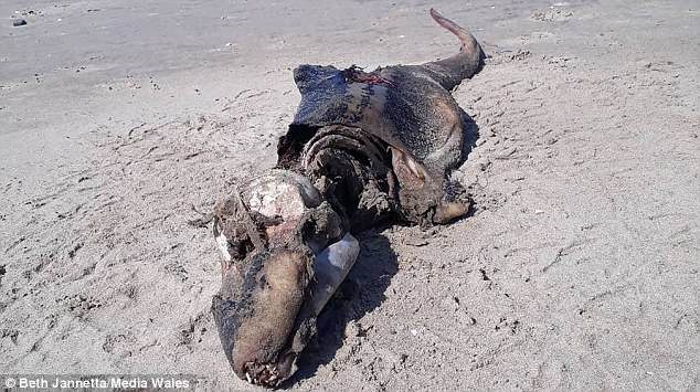 Click to enlarge Marine boffins have been unable to identify the 'alien-like creature' found on the beach
