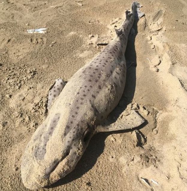 Click to enlarge One of the sharks found on the beach