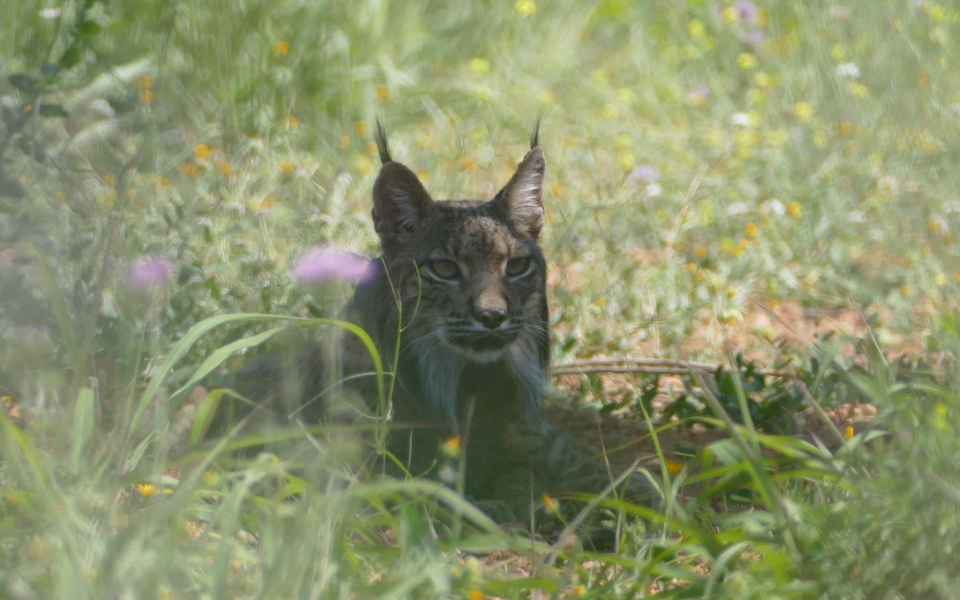 Rare Iberian lynx