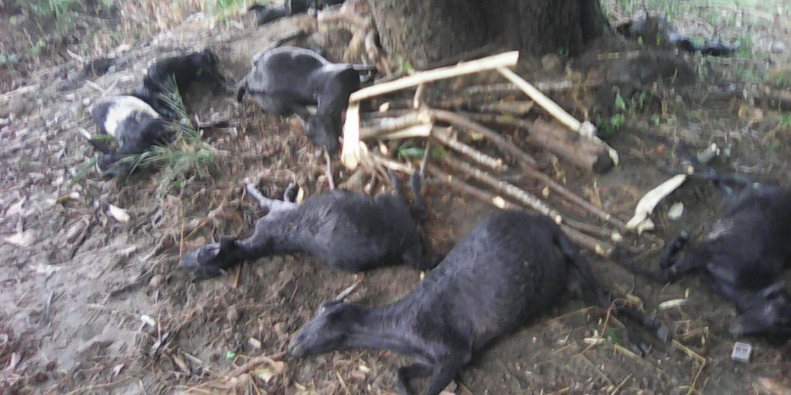 LIGHTNING KILLS GOATS