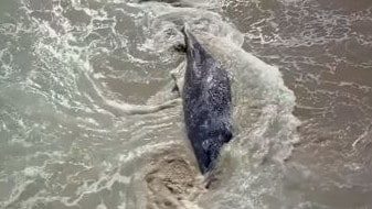 The young humpback whale at Frenchman Bluff near Port Lincoln.