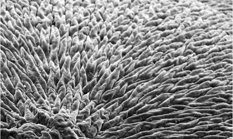 Close-up of the enamel-like material.