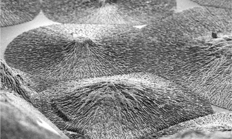 Click to enlarge Close-up of the enamel-like material.