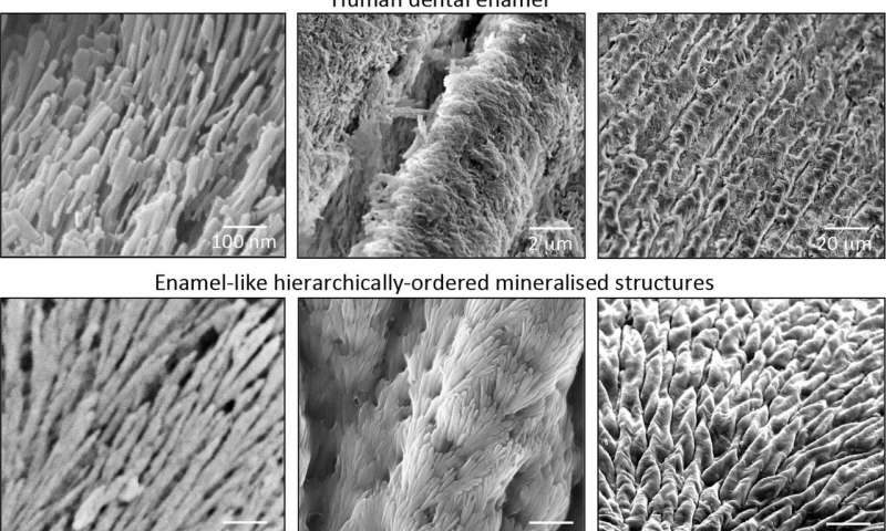 Click to enlarge Similarity of structure between the enamel-like material and dental enamel.