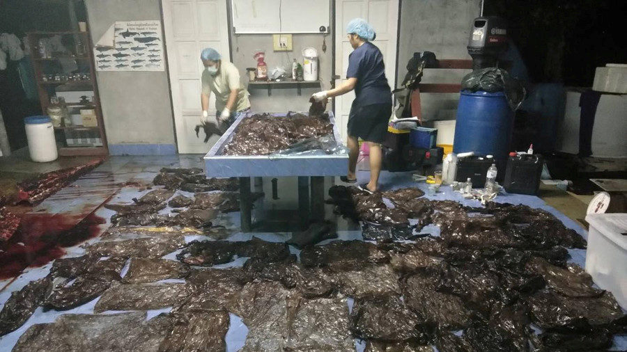 Whale died from plastic bags