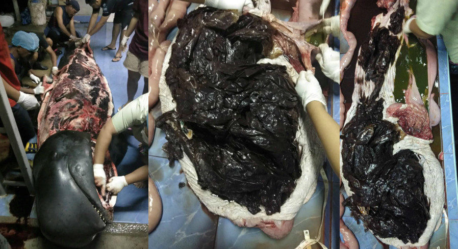 Click to enlarge Whale died