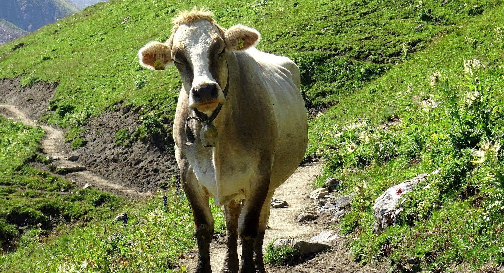 Click to enlarge pregnant cow