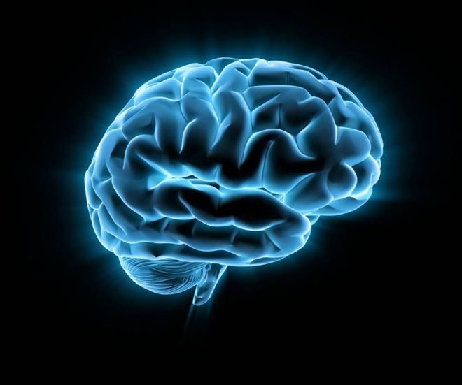 brain