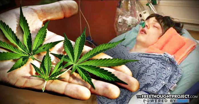Cannabis Seizures
