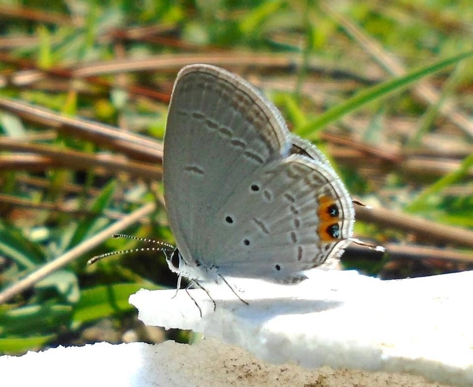 Click to enlarge Absence of recent records of 51 butterfly species in Uttarakhand means they have most likely gone extinct. And this shows that everything is not well with the Himalayan environment.