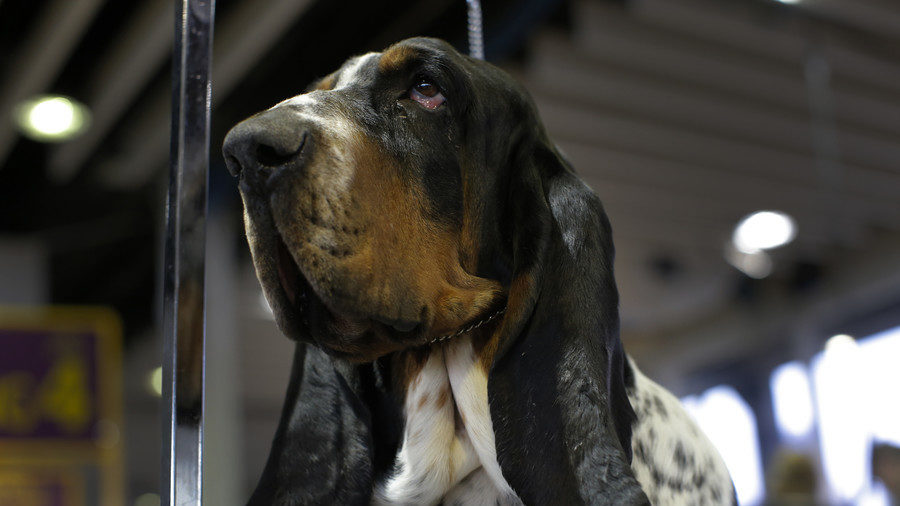 Click to enlarge sad doggy