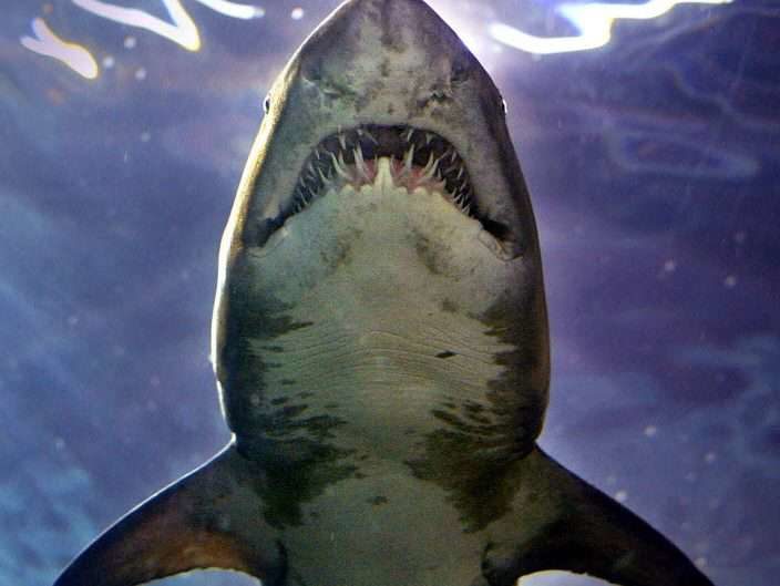 It is believed a tiger shark like this one attacked the teenager.