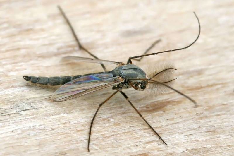 midge closeup