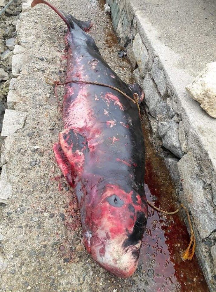 The dead female Pygmy sperm whale found by residents at the seashore of Barangay 2 in Sipalay City early Wednesday, June 6, 2018.