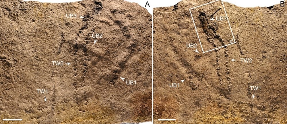 Ancient Footprints