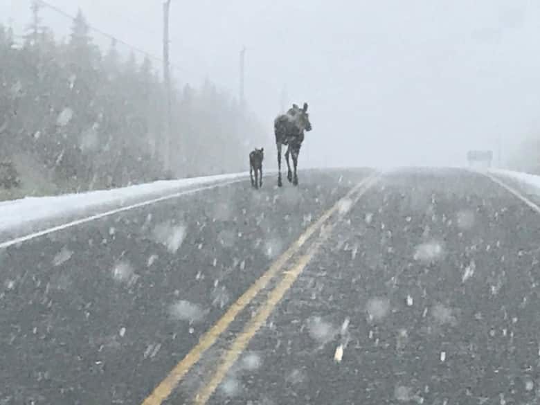 An adult and baby moose take a morning stroll in the Cape Breton Highlands this morning.