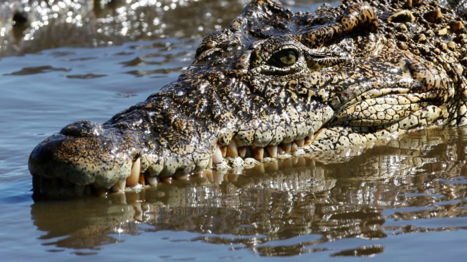crocodile