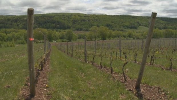 The Benjamin Bridge winery is seen in Nova Scotia's Annapolis Valley on June 6, 2018.