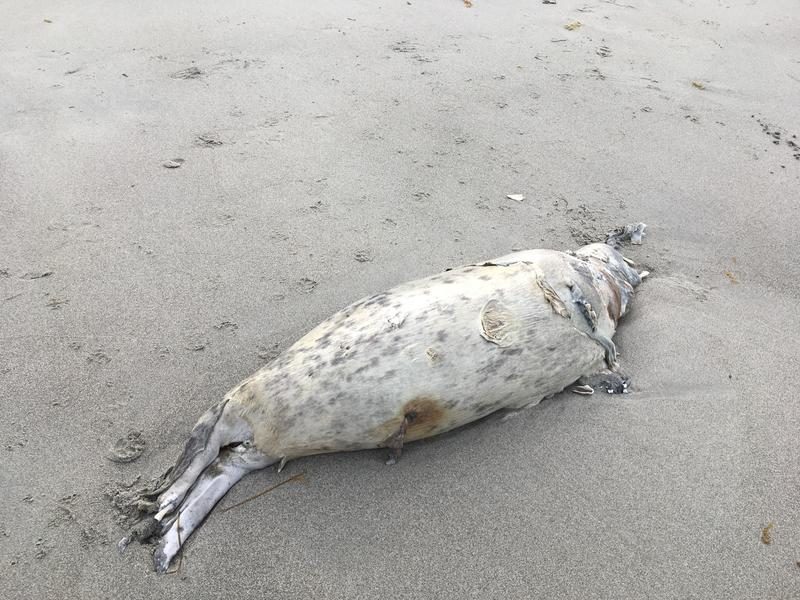 1 of 6 dead seals that washed ashore Second Beach in Middletown