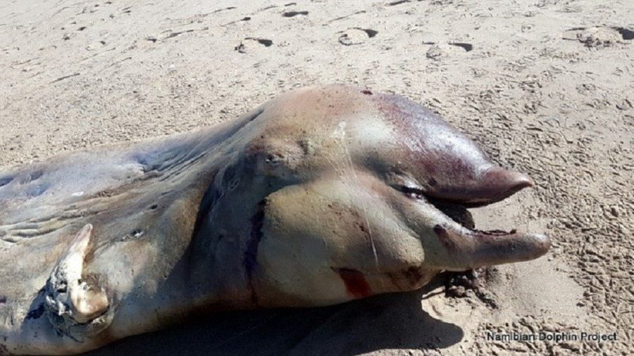 sea creature