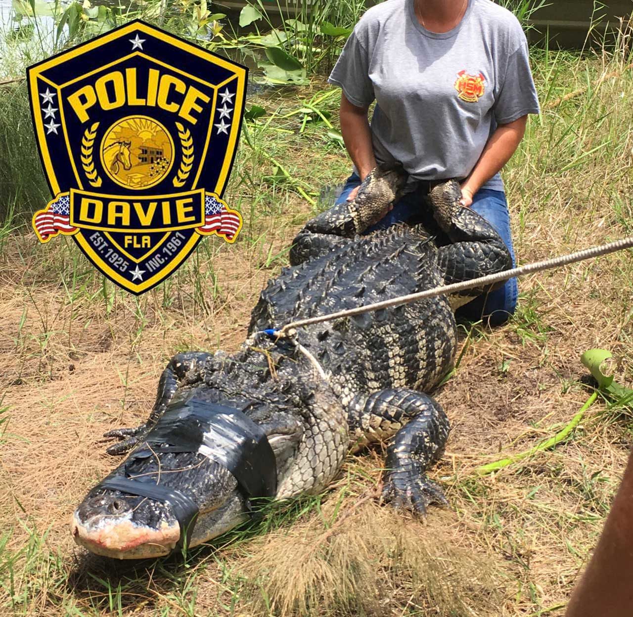 Click to enlarge captured alligator