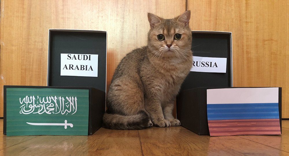 cat predicts world cup