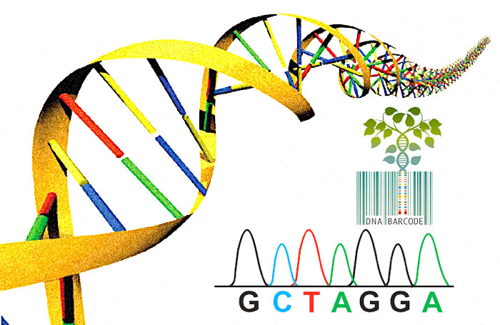 Click to enlarge DNA codes