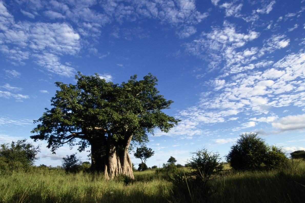 baobab tree