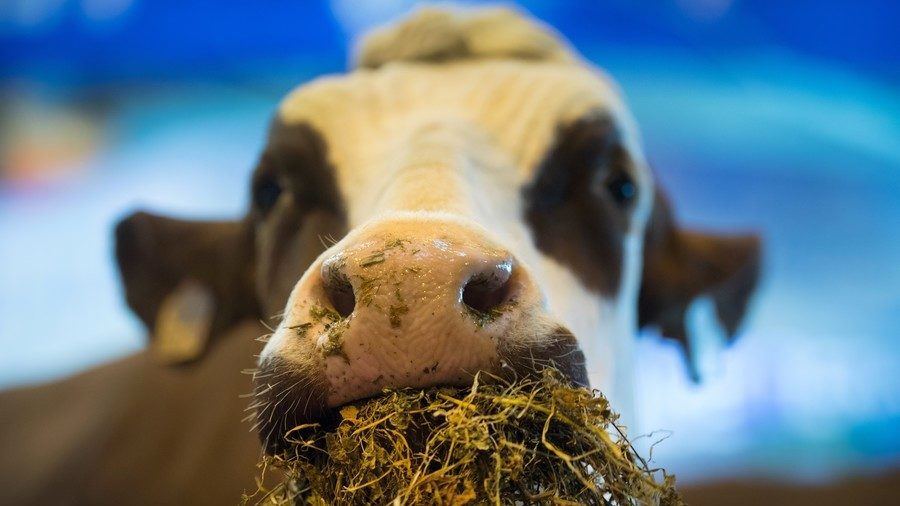 Cow eating hay