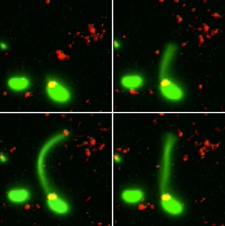 Bacteria