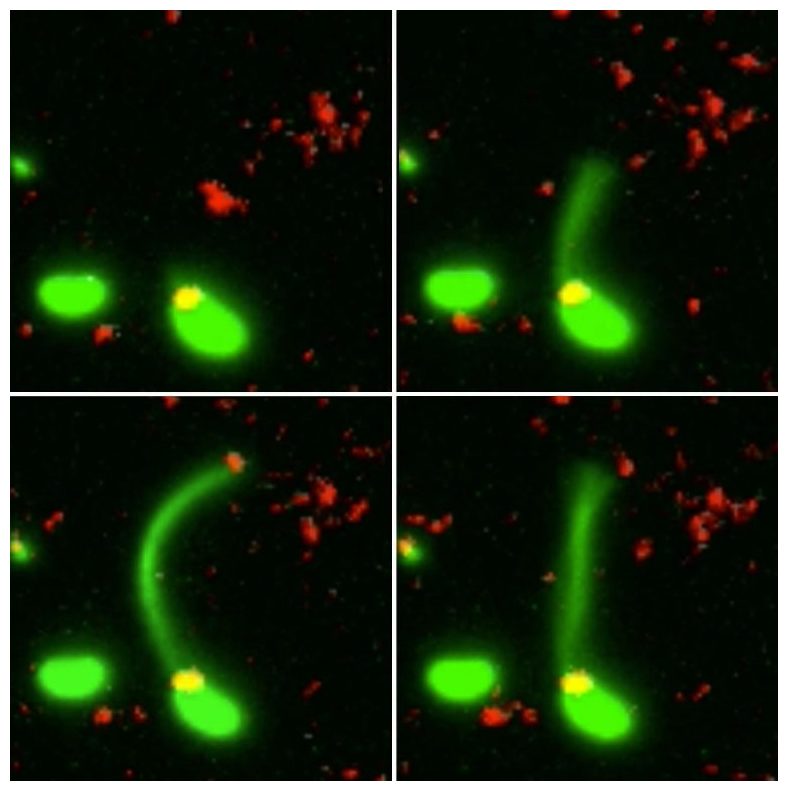Horizontal gene transfer The surprising trick bacteria uses to render