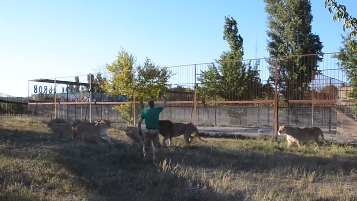 Crimean safari park directors lion taming