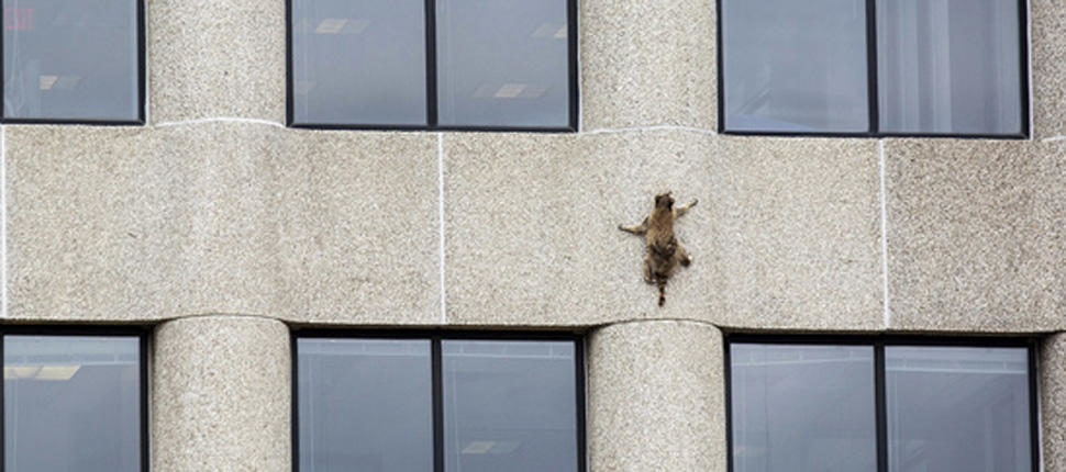 St. Paul racoon