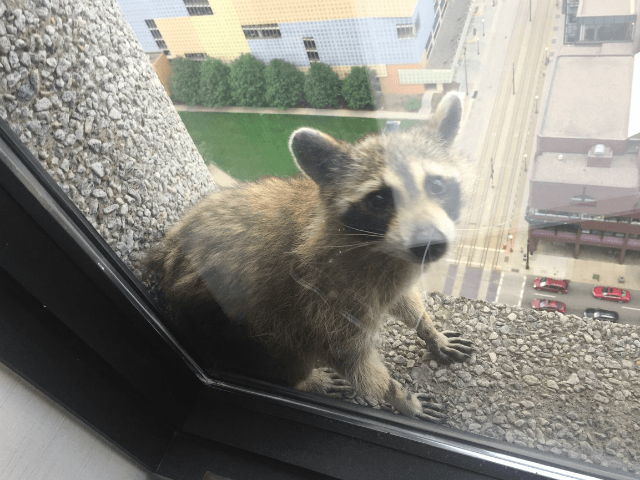 Click to enlarge St Paul raccoon