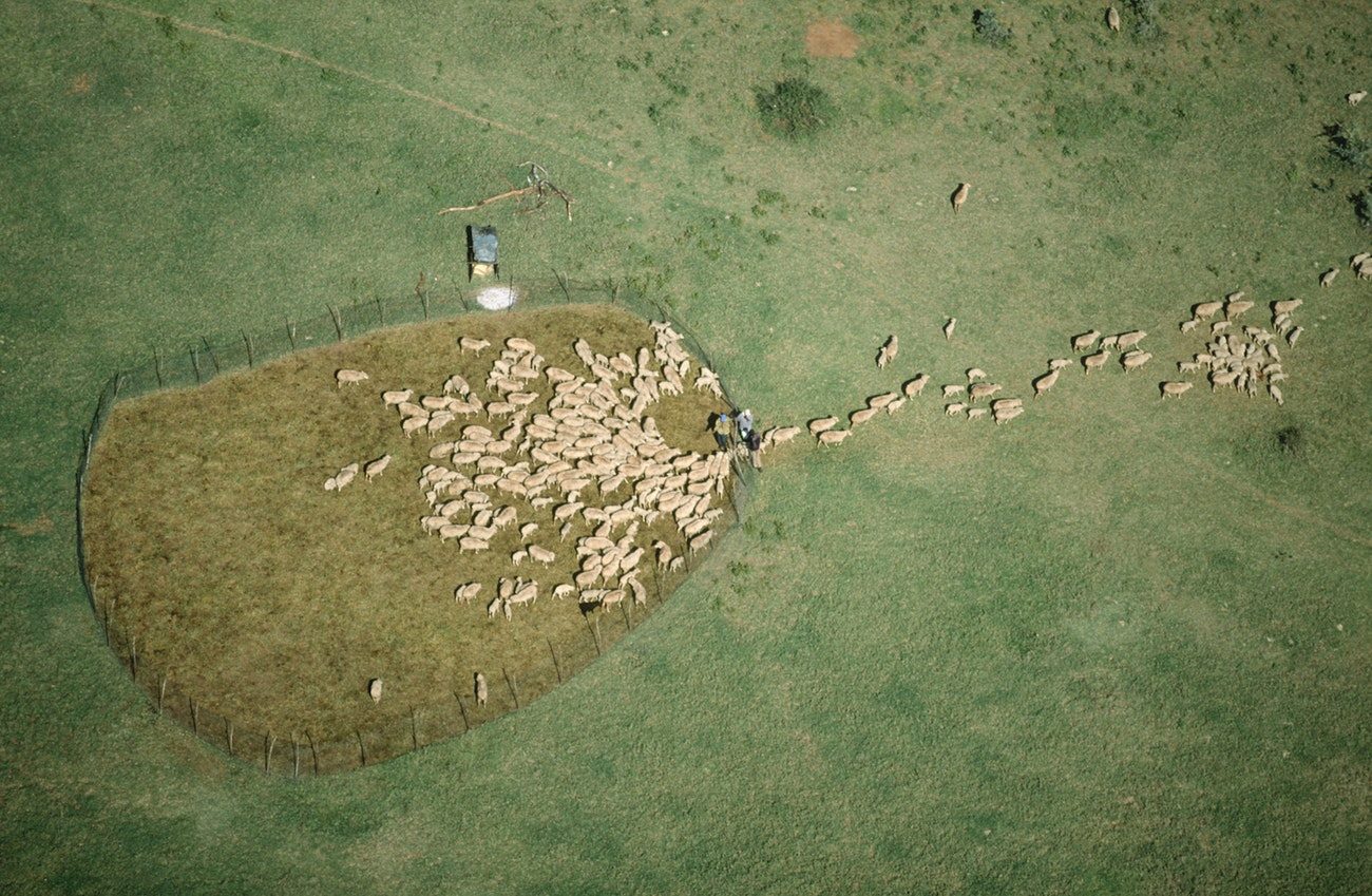 Sheep moving into pen