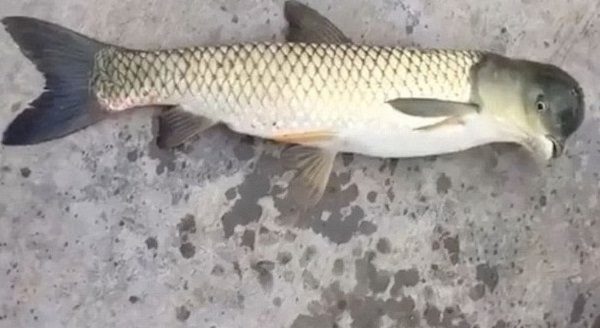 Bird headed fish caught in China