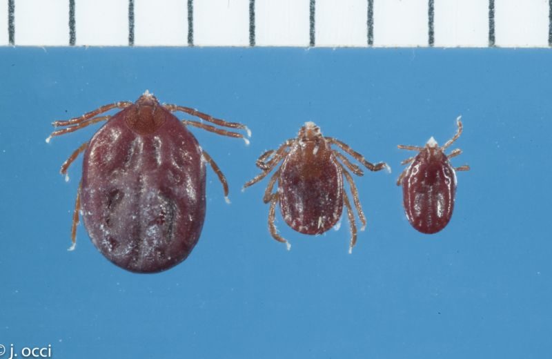 Click to enlarge Longhorned tick