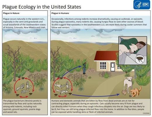 plague ecology US