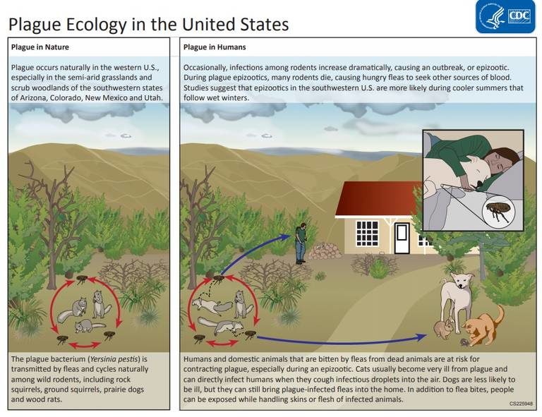 plague ecology US