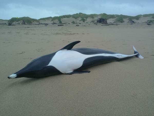 A rare female northern right whale dolphin washed ashore on Manzanita Beach