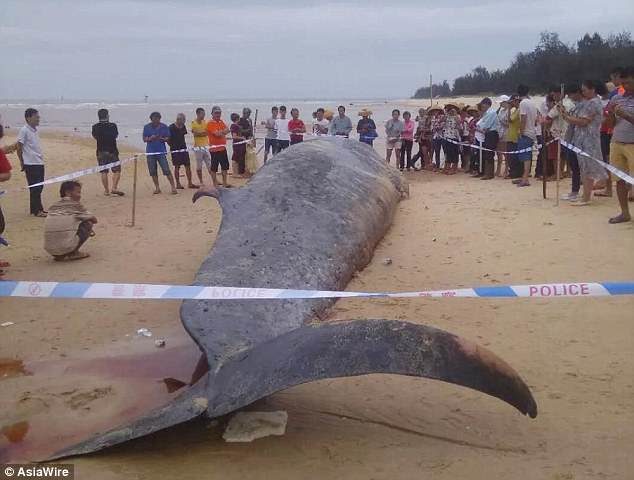 Click to enlarge The 39-foot-long whale remains lying on the beach today until an autopsy to be carried out