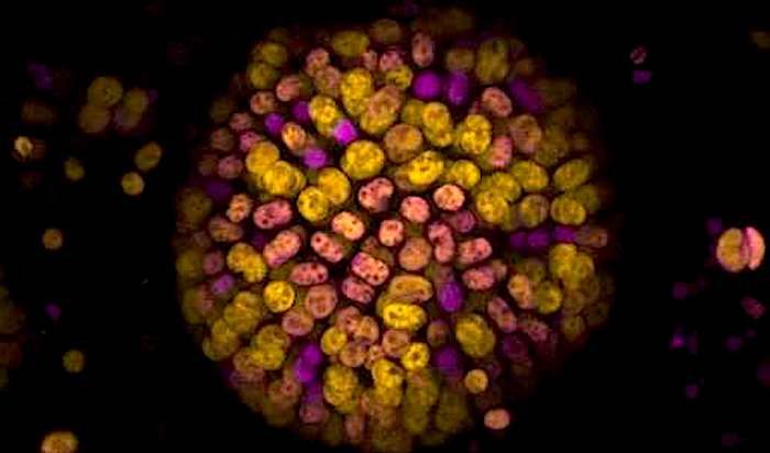 Click to enlarge Colony of cells
