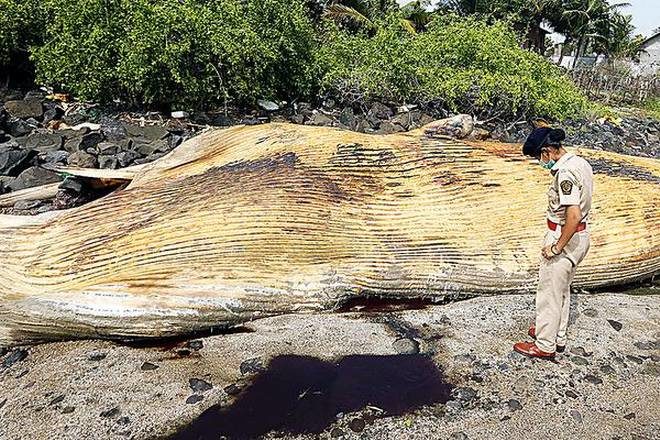 whale