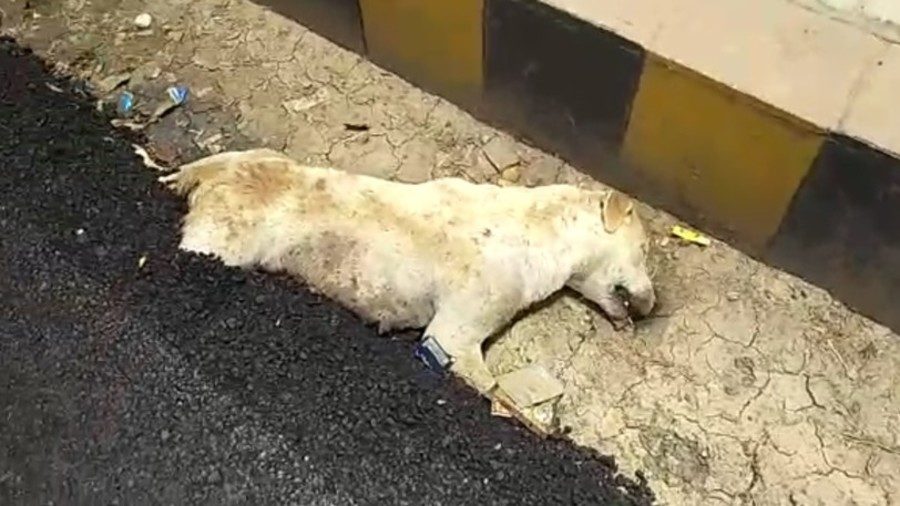 Dog buried