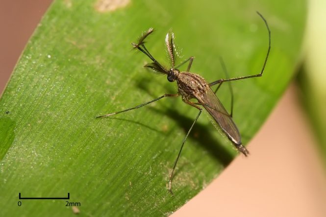 culex mosquito
