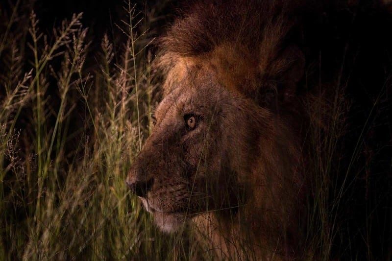 lions becoming nocturnal
