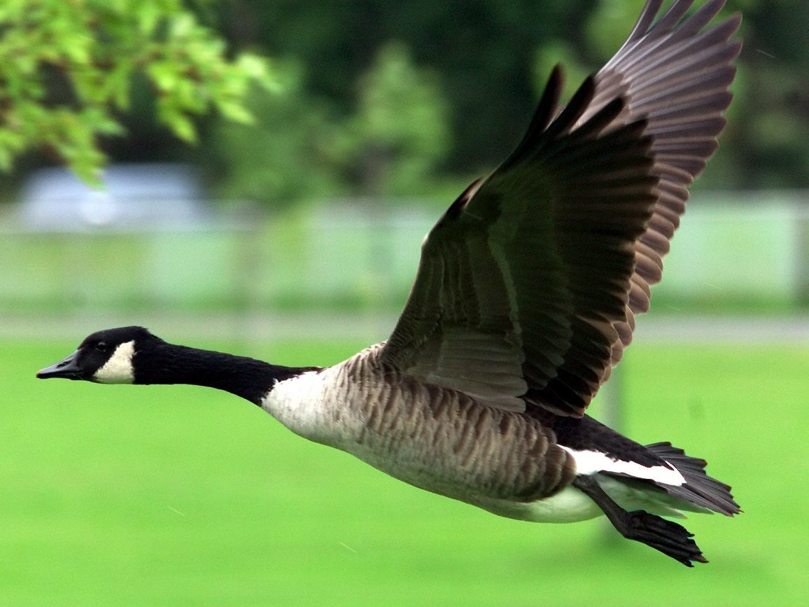 A Canada Goose takes off in this undated file photo.