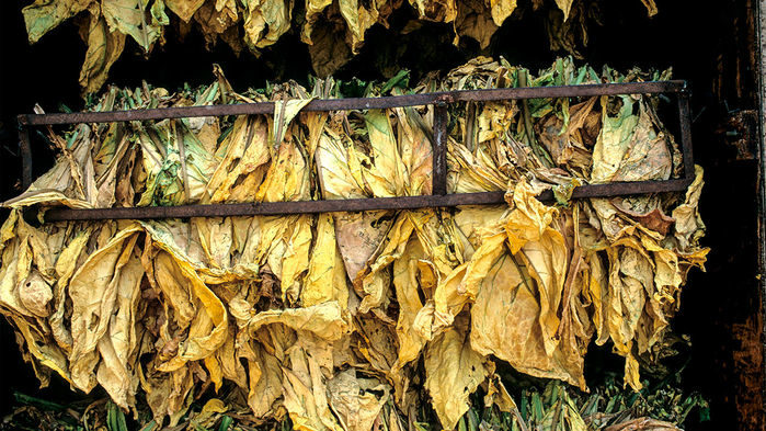 curing tobacco