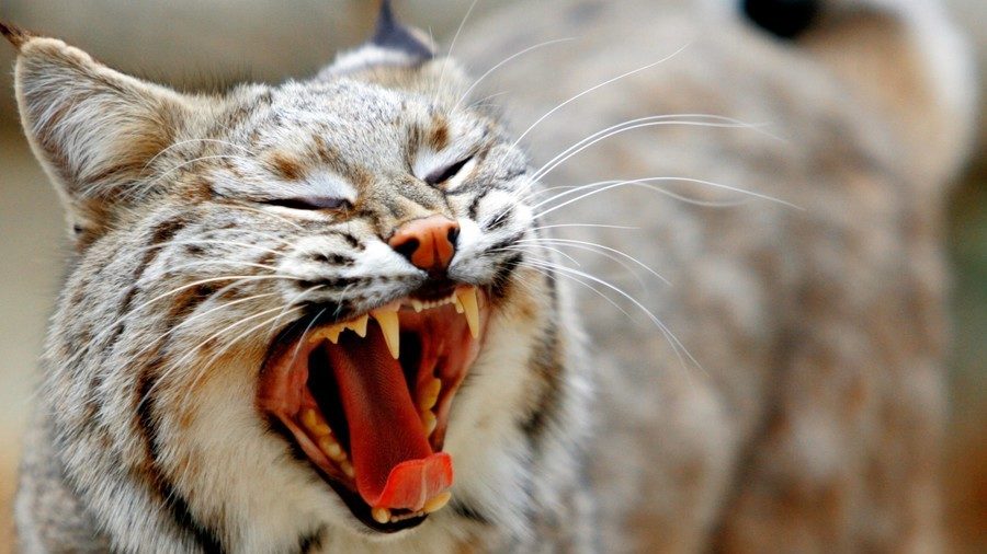 Click to enlarge Bobcat