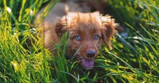 doggie